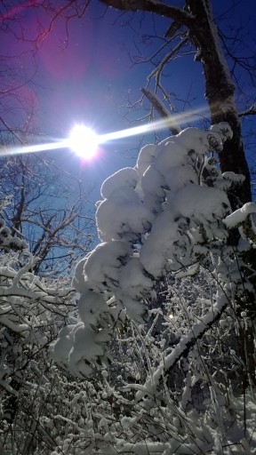 A little bit of everything - Sun, sky, trees and snow.